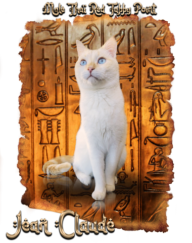 femelle oriental shorthair noire