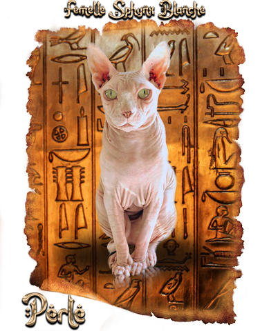 Femelle Sphynx Blanche