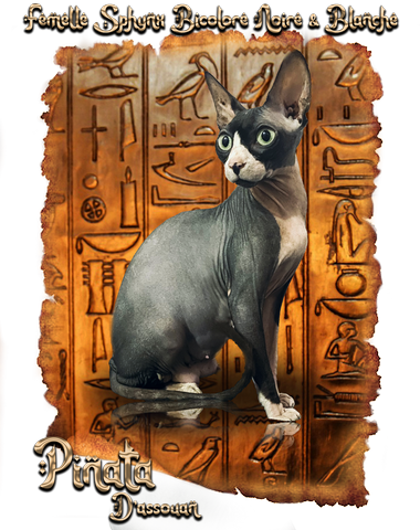 Femelle Sphynx Bicolore Noire et Blanche