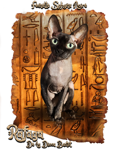 Femelle sphynx Noire