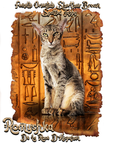 femelle oriental shorthair noire