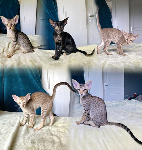 News de la chatterie