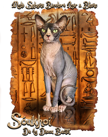 Male Sphynx bicolore Noir et Blanc