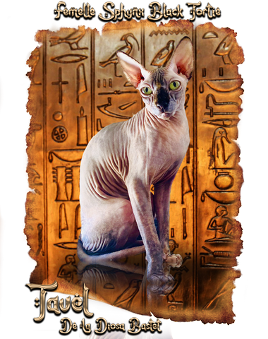 Femelle sphynx black tortie