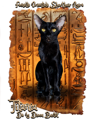 femelle oriental shorthair noire