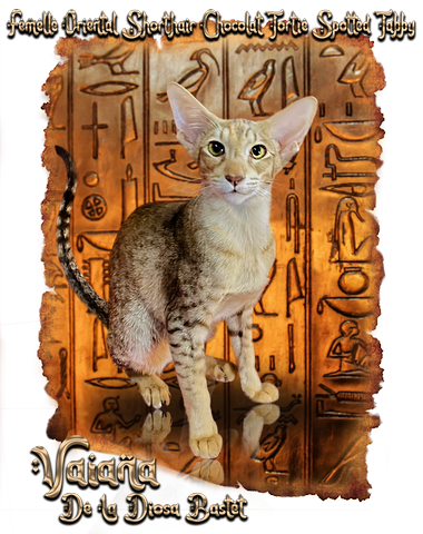 femelle oriental shorthair noire