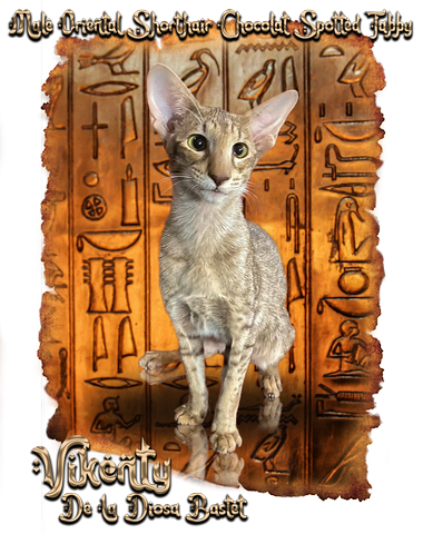 femelle oriental shorthair noire