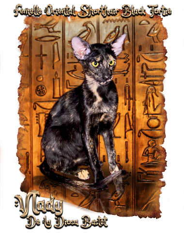 femelle oriental shorthair noire
